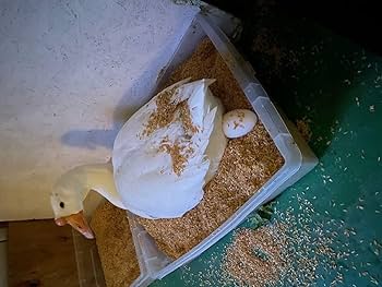 ガチョウの卵10個 ガチョウの卵10個 ガチョウ有精卵10個